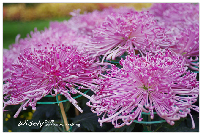 「共香盛菊」:2009年士林官邸菊展 (Pentax K-x拍攝) 「共香盛菊」:2009年士林官邸菊展 (Pentax K-x拍攝)