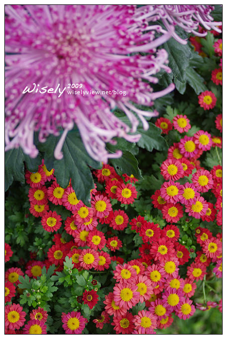 「共香盛菊」:2009年士林官邸菊展 (Pentax K-x拍攝) 「共香盛菊」:2009年士林官邸菊展 (Pentax K-x拍攝)