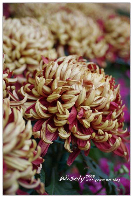 「共香盛菊」:2009年士林官邸菊展 (Pentax K-x拍攝) 「共香盛菊」:2009年士林官邸菊展 (Pentax K-x拍攝)