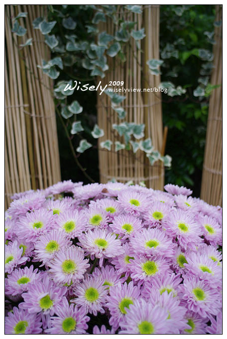 「共香盛菊」:2009年士林官邸菊展 (Pentax K-x拍攝) 「共香盛菊」:2009年士林官邸菊展 (Pentax K-x拍攝)