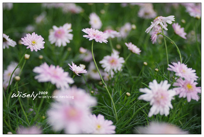 「共香盛菊」:2009年士林官邸菊展 (Pentax K-x拍攝) 「共香盛菊」:2009年士林官邸菊展 (Pentax K-x拍攝)