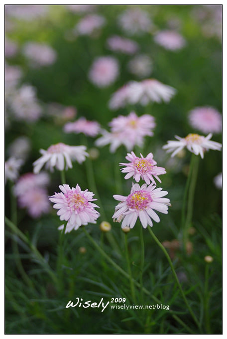「共香盛菊」:2009年士林官邸菊展 (Pentax K-x拍攝) 「共香盛菊」:2009年士林官邸菊展 (Pentax K-x拍攝)