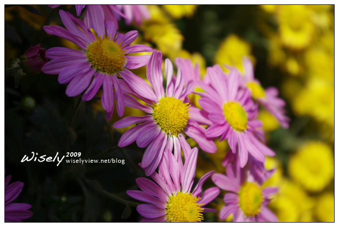 「共香盛菊」:2009年士林官邸菊展 (Pentax K-x拍攝) 「共香盛菊」:2009年士林官邸菊展 (Pentax K-x拍攝)