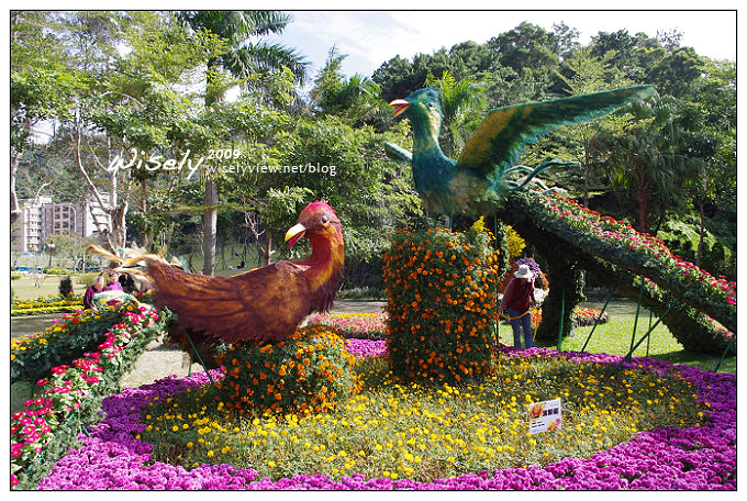 「共香盛菊」:2009年士林官邸菊展 (Pentax K-x拍攝) 「共香盛菊」:2009年士林官邸菊展 (Pentax K-x拍攝)