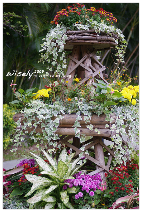 「共香盛菊」:2009年士林官邸菊展 (Pentax K-x拍攝) 「共香盛菊」:2009年士林官邸菊展 (Pentax K-x拍攝)