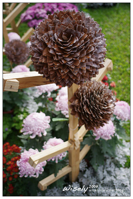 「共香盛菊」:2009年士林官邸菊展 (Pentax K-x拍攝) 「共香盛菊」:2009年士林官邸菊展 (Pentax K-x拍攝)