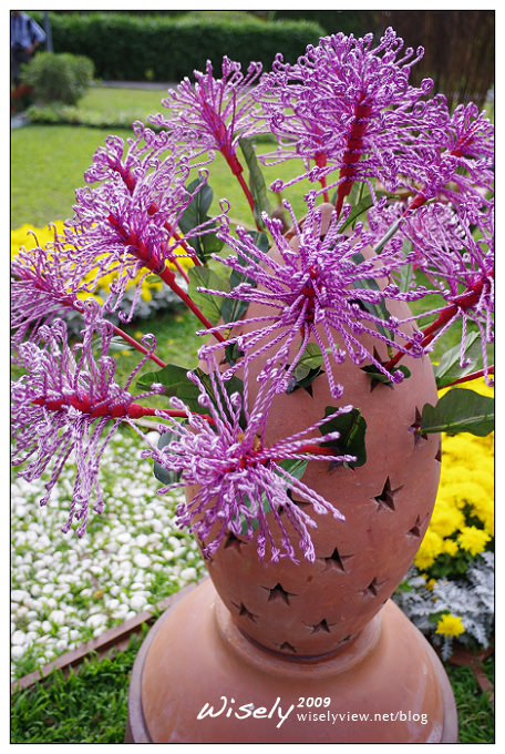 「共香盛菊」:2009年士林官邸菊展 (Pentax K-x拍攝) 「共香盛菊」:2009年士林官邸菊展 (Pentax K-x拍攝)