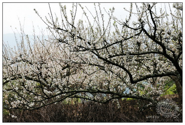 【旅遊】苖栗泰安:洗水坑老街、李花及大湖草莓 【旅遊】苖栗泰安:洗水坑老街、李花及大湖草莓