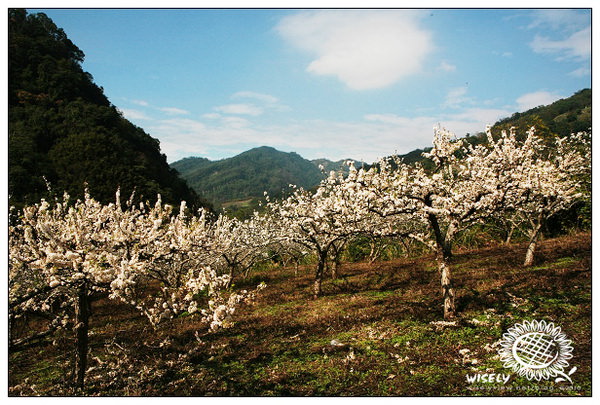 【旅遊】苖栗泰安:洗水坑老街、李花及大湖草莓 【旅遊】苖栗泰安:洗水坑老街、李花及大湖草莓