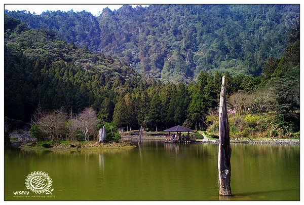 【旅遊】宜蘭．三星銀柳、明池神木隨手拍