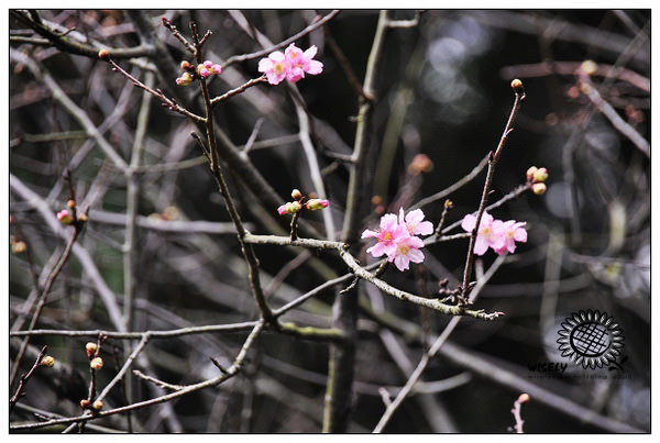 【隨拍】Nikon D90：桃園．忠烈祠/桃園神社 (圖多)