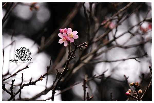 【隨拍】Nikon D90：桃園．忠烈祠/桃園神社 (圖多)