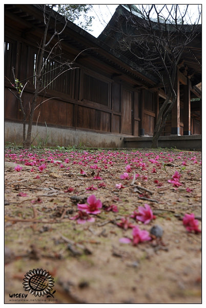 【隨拍】Nikon D90：桃園．忠烈祠/桃園神社 (圖多)