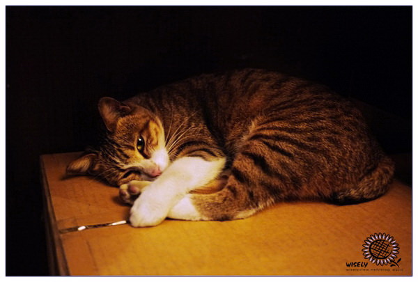 【食記】台北．乙味屋台視店 2010 (及PAUL：Macarons)(已歇業)