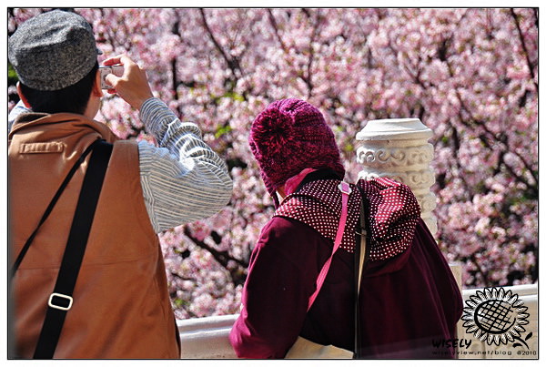 【隨拍】Nikon D90：台北淡水．無極天元宮吉野櫻櫻花 2010