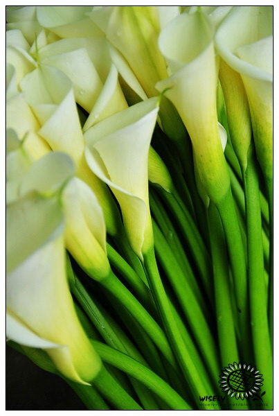 【遊記】台北．竹子湖海芋 2010：苗榜海芋園 & 綠山谷海芋茶坊 (圖多)