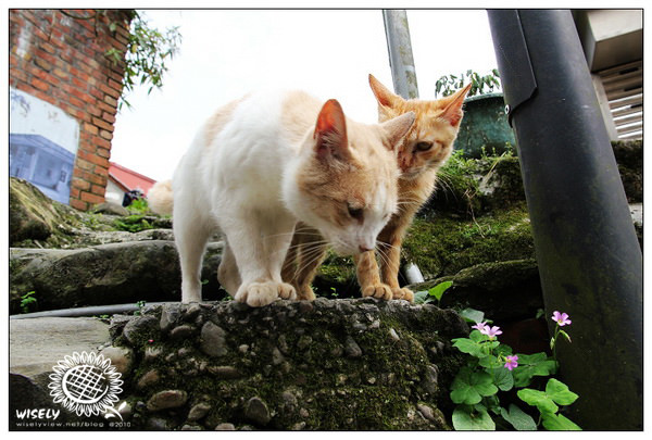 【隨拍】Canon 550D:新北平溪老街&街貓隨拍 【隨拍】Canon 550D:新北平溪老街&街貓隨拍