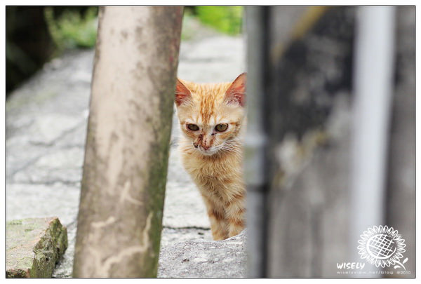 【隨拍】Canon 550D:新北平溪老街&街貓隨拍 【隨拍】Canon 550D:新北平溪老街&街貓隨拍
