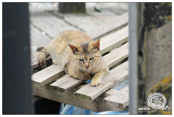 【隨拍】Canon 550D:新北平溪老街&街貓隨拍 【隨拍】Canon 550D:新北平溪老街&街貓隨拍