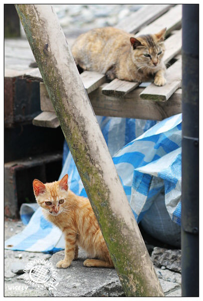 【隨拍】Canon 550D:新北平溪老街&街貓隨拍 【隨拍】Canon 550D:新北平溪老街&街貓隨拍