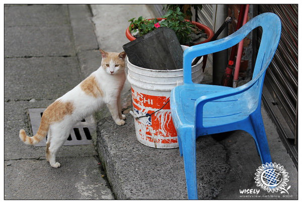 【隨拍】Canon 550D:新北平溪老街&街貓隨拍 【隨拍】Canon 550D:新北平溪老街&街貓隨拍