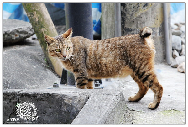 【隨拍】Canon 550D:新北平溪老街&街貓隨拍 【隨拍】Canon 550D:新北平溪老街&街貓隨拍