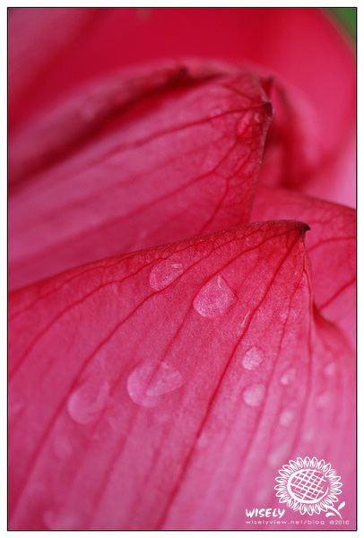 【鏡頭】Panasonic DG Leica 45mm F2.8 Macro O.I.S.：台大安康農場夏荷