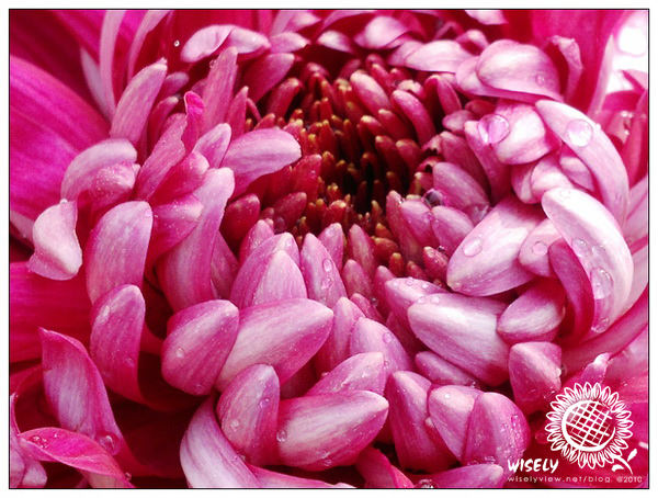 【隨拍】「菊宴台北城」：2010士林官邸菊展 (Nokia N8 & GF1拍攝) @WISELY's 拍拍照寫寫字