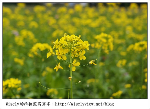【新年】2011宜蘭．年初二：三星鄉銀柳節＆稻草編織作品(XZ1隨手拍)