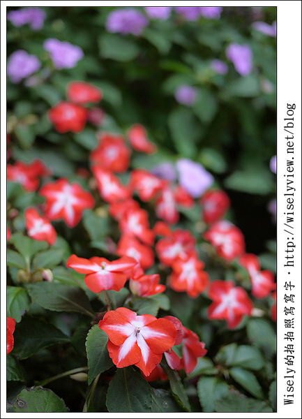 【新年】2011台北．年初四：公館台大走春隨拍(GF1+GF2)