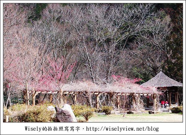 【遊記】台中．和平鄉：武陵農場除夕訪櫻行／含交通資訊 (XZ1隨手拍)