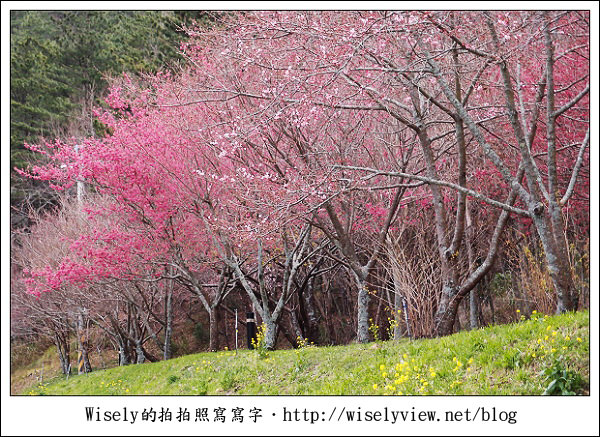 【遊記】台中．和平鄉：武陵農場除夕訪櫻行／含交通資訊 (XZ1隨手拍)