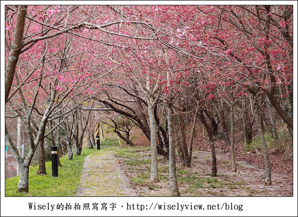【遊記】台中．和平鄉：武陵農場除夕訪櫻行／含交通資訊 (XZ1隨手拍)