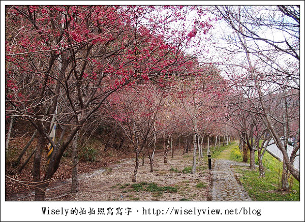 【遊記】台中．和平鄉：武陵農場除夕訪櫻行／含交通資訊 (XZ1隨手拍)