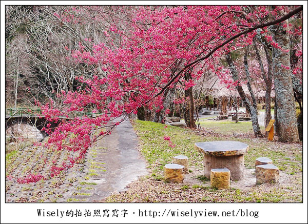 【遊記】台中．和平鄉：武陵農場除夕訪櫻行／含交通資訊 (XZ1隨手拍)
