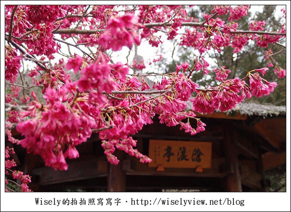 【遊記】台中．和平鄉：武陵農場除夕訪櫻行／含交通資訊 (XZ1隨手拍)