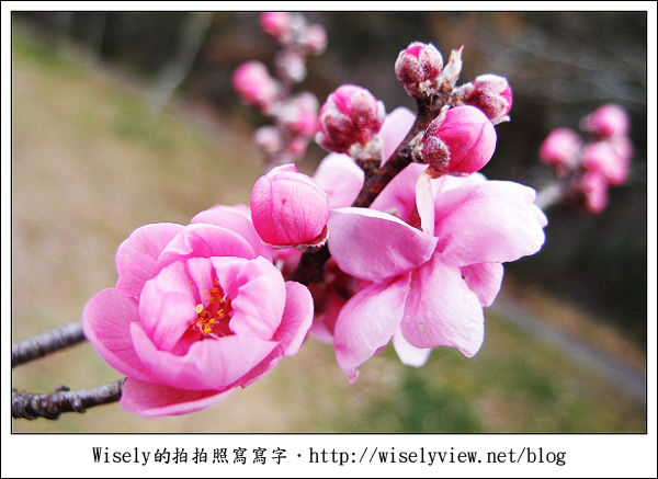 【遊記】台中．和平鄉：武陵農場除夕訪櫻行／含交通資訊 (XZ1隨手拍)