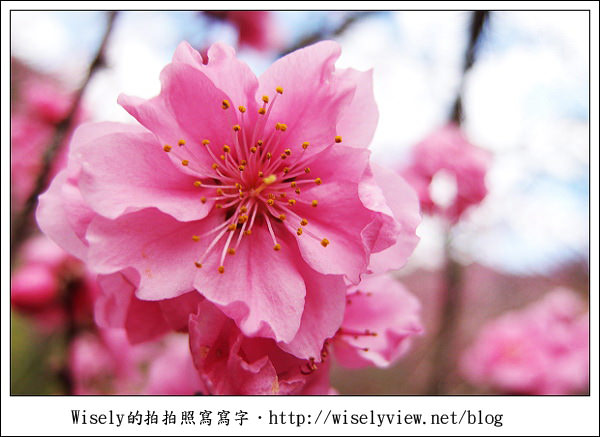 【遊記】台中．和平鄉：武陵農場除夕訪櫻行／含交通資訊 (XZ1隨手拍)