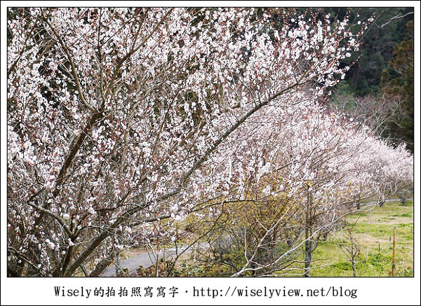 【遊記】台中．和平鄉：武陵農場除夕訪櫻行／含交通資訊 (XZ1隨手拍)