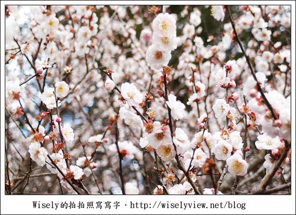 【遊記】台中．和平鄉：武陵農場除夕訪櫻行／含交通資訊 (XZ1隨手拍)