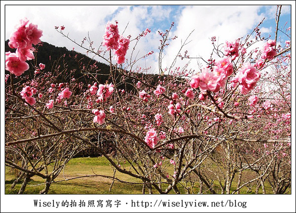 【遊記】台中．和平鄉：武陵農場除夕訪櫻行／含交通資訊 (XZ1隨手拍)