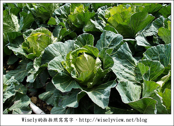 【遊記】台中．和平鄉：武陵農場除夕訪櫻行／含交通資訊 (XZ1隨手拍)