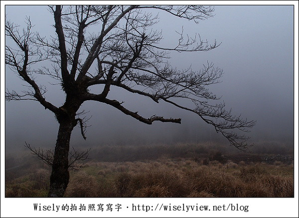 【遊記】台中．和平鄉：武陵農場除夕訪櫻行／含交通資訊 (XZ1隨手拍)