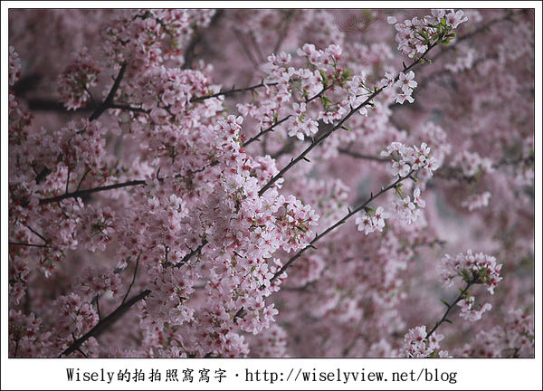【隨拍】2011淡水無極天元宮．緋霧櫻 (Canon EOS 5D2)