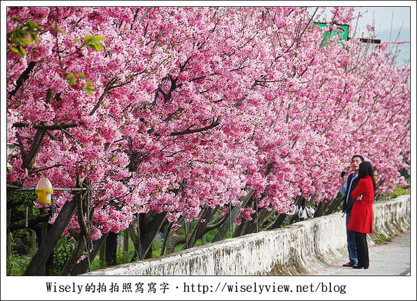 【隨拍】台中．新社區：路旁滿開的櫻花牆 (Panasonic Lumix GF2) @WISELY's 拍拍照寫寫字