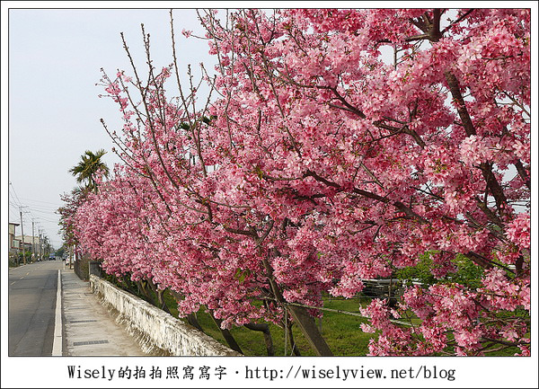 【隨拍】台中．新社區：路旁滿開的櫻花牆 (Panasonic Lumix GF2)