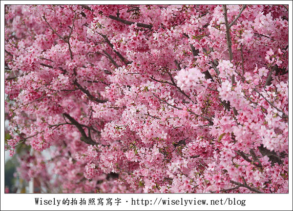 【隨拍】台中．新社區：路旁滿開的櫻花牆 (Panasonic Lumix GF2)