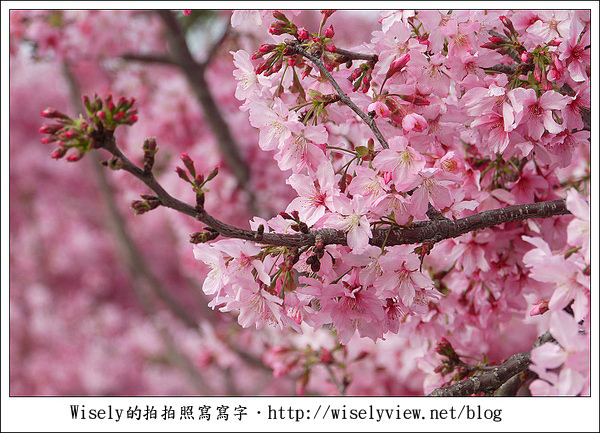 【隨拍】台中．新社區：路旁滿開的櫻花牆 (Panasonic Lumix GF2)