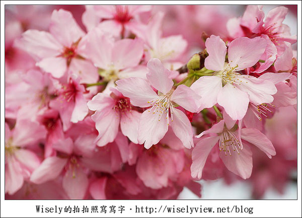 【隨拍】台中．新社區：路旁滿開的櫻花牆 (Panasonic Lumix GF2)