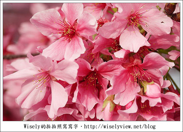 【隨拍】台中．新社區：路旁滿開的櫻花牆 (Panasonic Lumix GF2)
